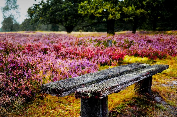 Blühende Heide